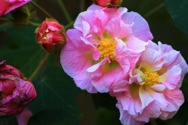 芙蓉花秋天上肥嗎