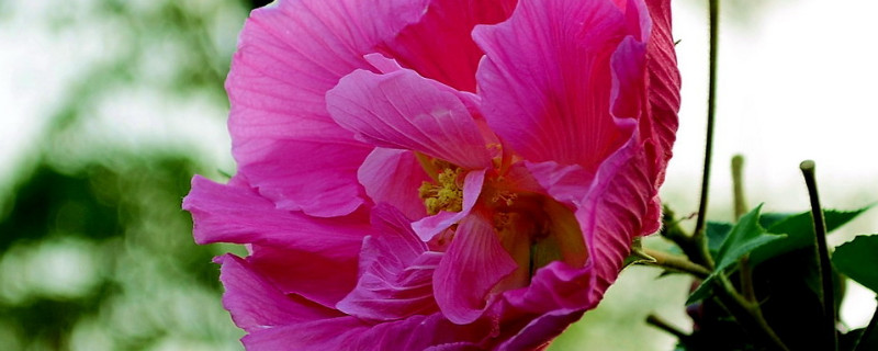 芙蓉花水生根怎麼移栽盆裏頭