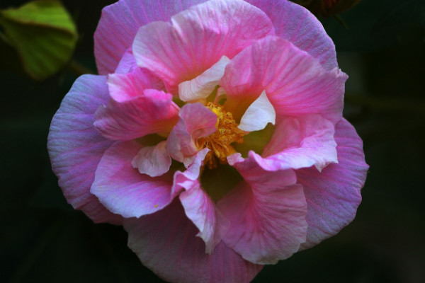 芙蓉花水生根怎麼移栽盆裏頭