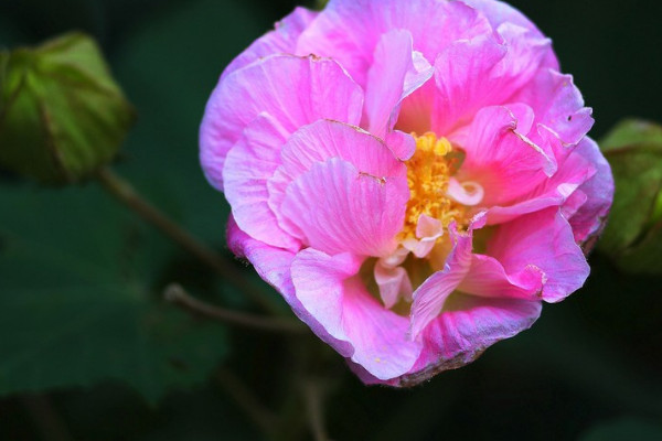 芙蓉花水生根怎麼移栽盆裏頭