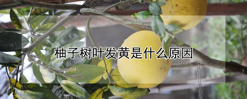 柚子樹葉發黃是什麼原因