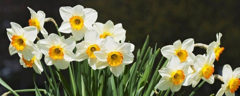 水仙花花苞幹枯怎麼辦