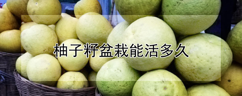 柚子籽盆栽能活多久