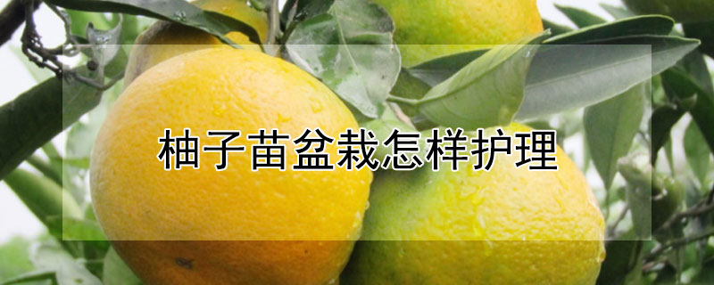 柚子苗盆栽怎樣護理