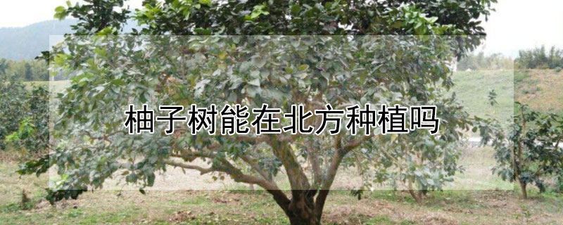 柚子樹能在北方種植嗎