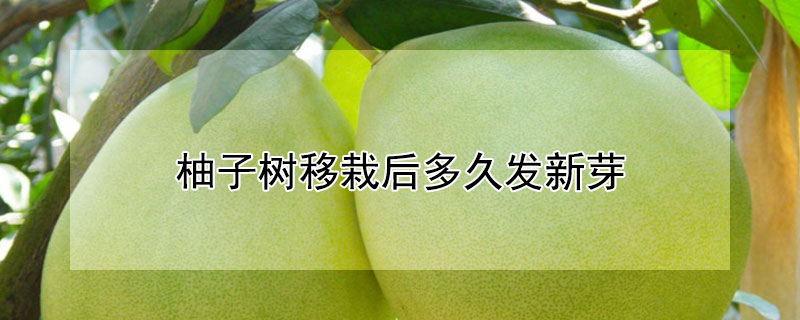 柚子樹移栽後多久發新芽