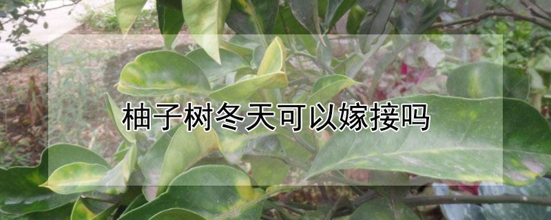 柚子樹冬天可以嫁接嗎