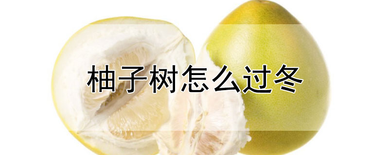 柚子樹怎麼過冬