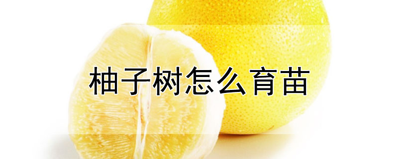 柚子樹怎麼育苗