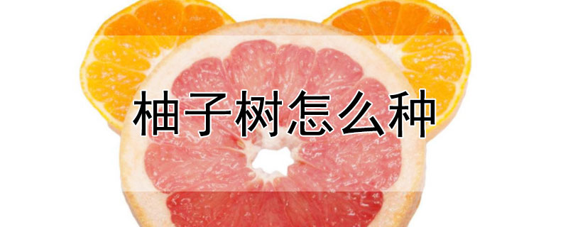 柚子樹怎麼種