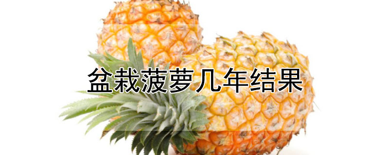 盆栽菠蘿幾年結果