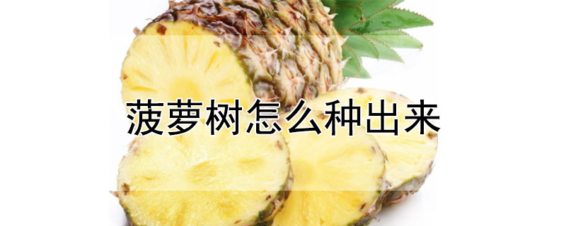 菠蘿樹怎麼種出來