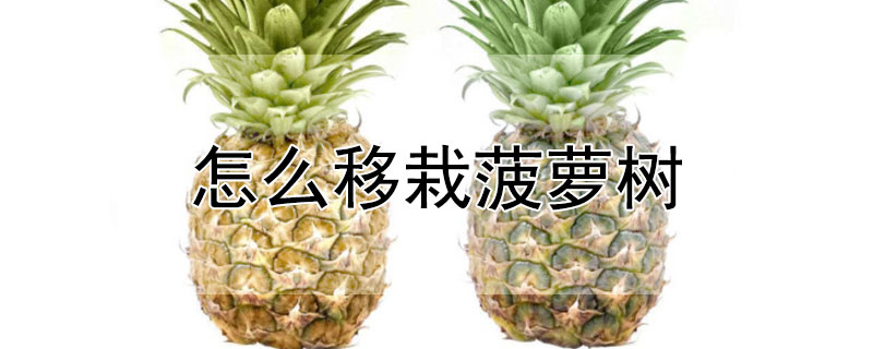 怎麼移栽菠蘿樹