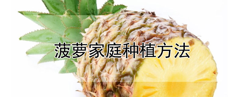 菠蘿家庭種植方法