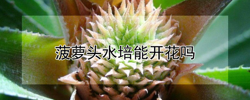 菠蘿頭水培能開花嗎