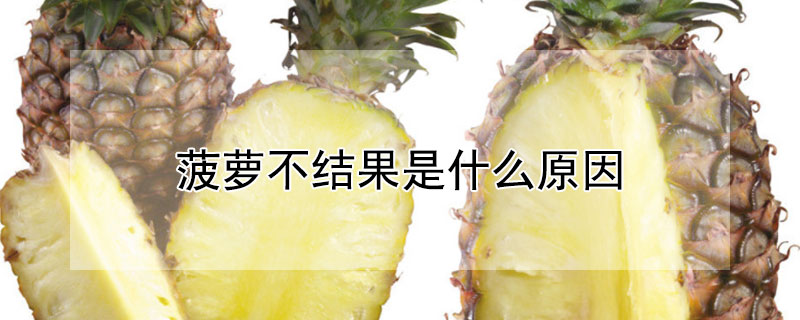 菠蘿不結果是什麼原因