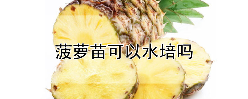 菠蘿苗可以水培嗎