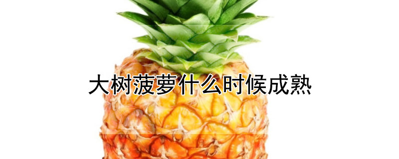 大樹菠蘿什麼時候成熟