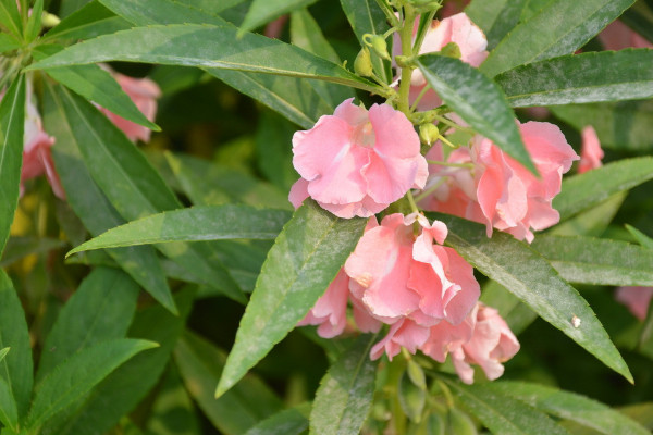 海娜花和鳳仙花的區別