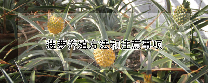 菠蘿養殖方法和注意事項