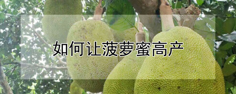 如何讓菠蘿蜜高產