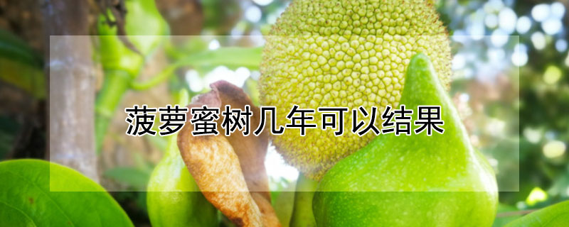 菠蘿蜜樹幾年可以結果