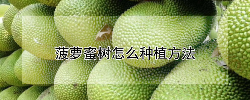 菠蘿蜜樹怎麼種植方法