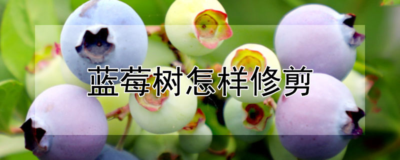 藍莓樹怎樣修剪