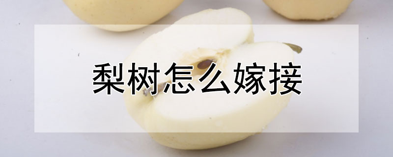 梨樹怎麼嫁接