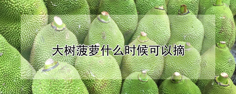 大樹菠蘿什麼時候可以摘