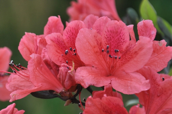 迎春花與杜鵑花的對比