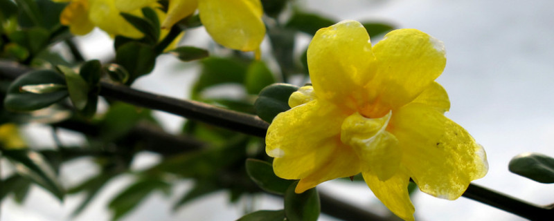 迎春花怎麼養開花多