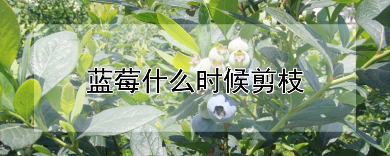 藍莓什麼時候剪枝