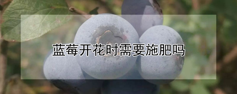 藍莓開花時需要施肥嗎