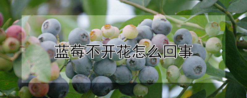 藍莓不開花怎麼回事