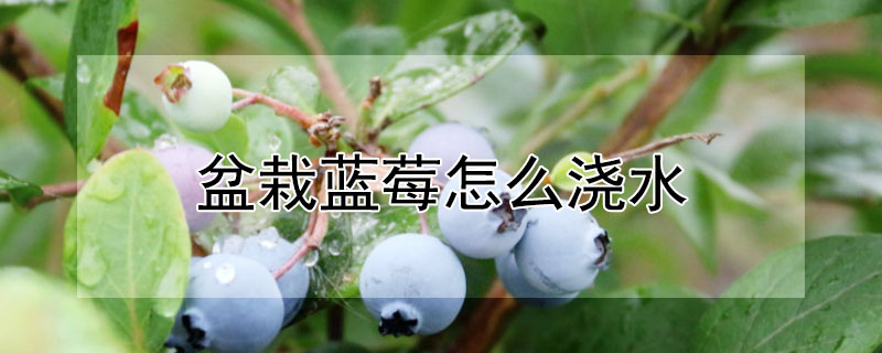 盆栽藍莓怎麼澆水