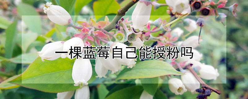 一棵藍莓自己能授粉嗎