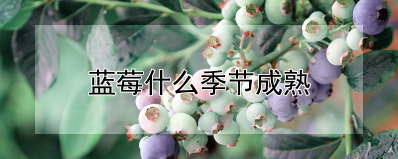 藍莓什麼季節成熟