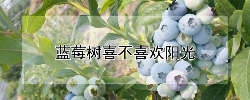 藍莓樹喜不喜歡陽光