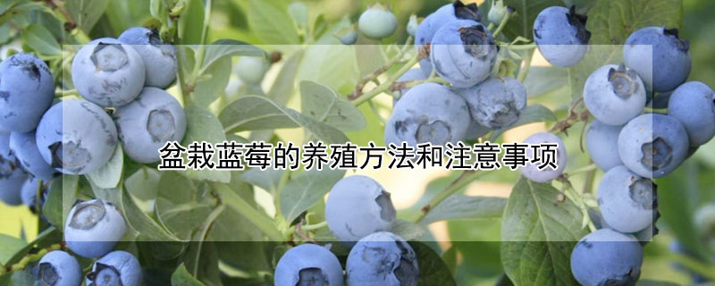 盆栽藍莓的養殖方法和注意事項