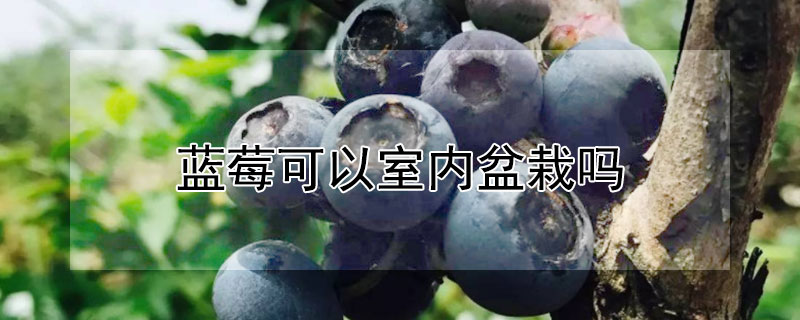 藍莓可以室內盆栽嗎