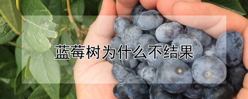 藍莓樹為什麼不結果