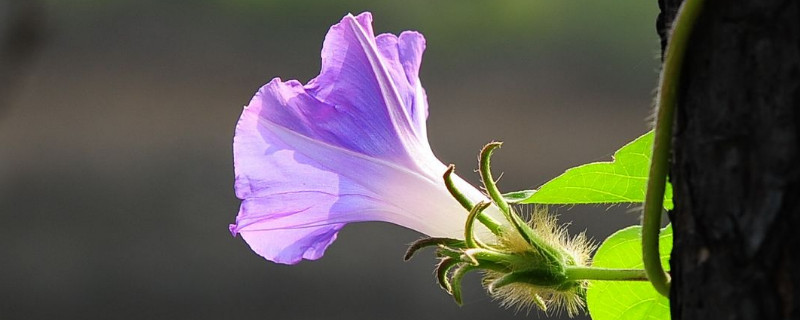 牽牛花為什麼要爬藤才能開花