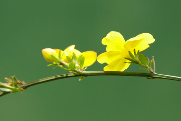 迎春花根怎麼養殖方法