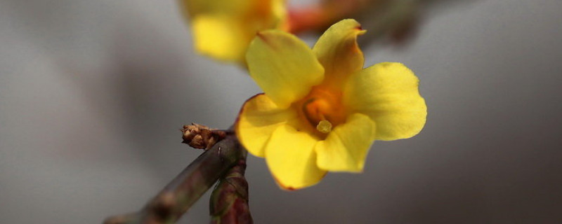 迎春花和桃花哪個先開