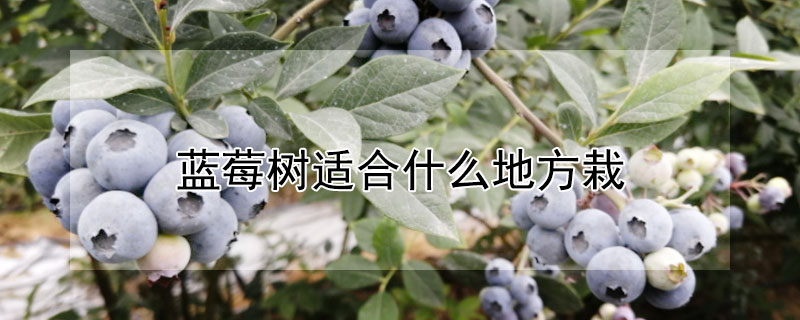 藍莓樹適合什麼地方栽