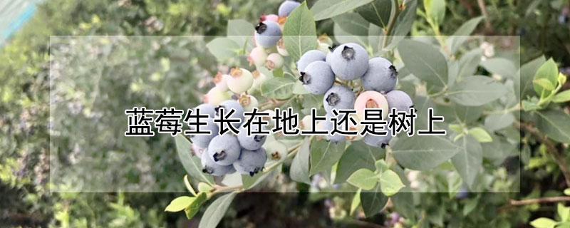 藍莓生長在地上還是樹上