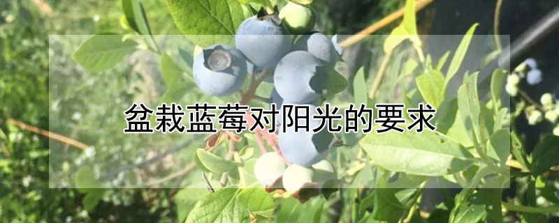 盆栽藍莓對陽光的要求