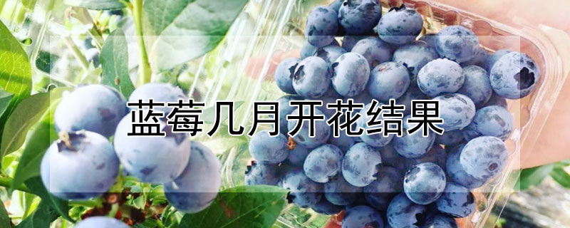 藍莓幾月開花結果