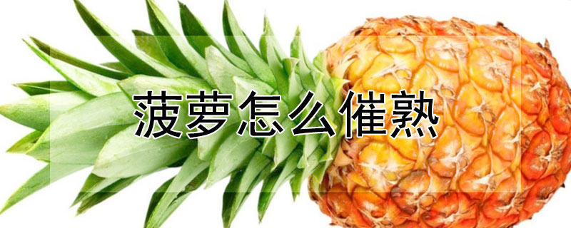 菠蘿怎麼催熟